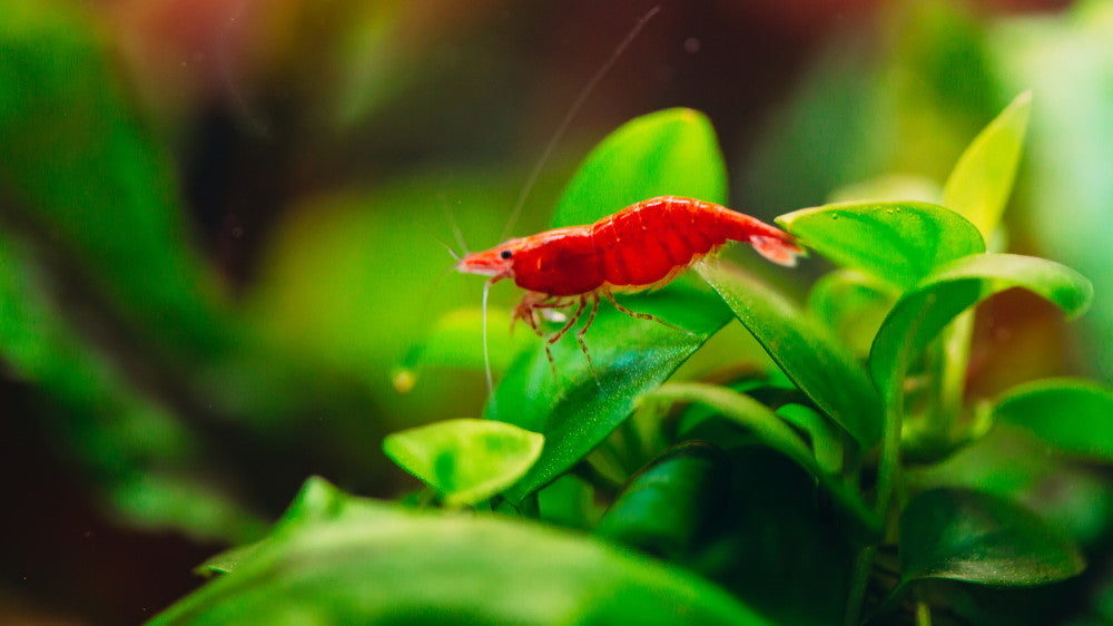 red cherry shrimp