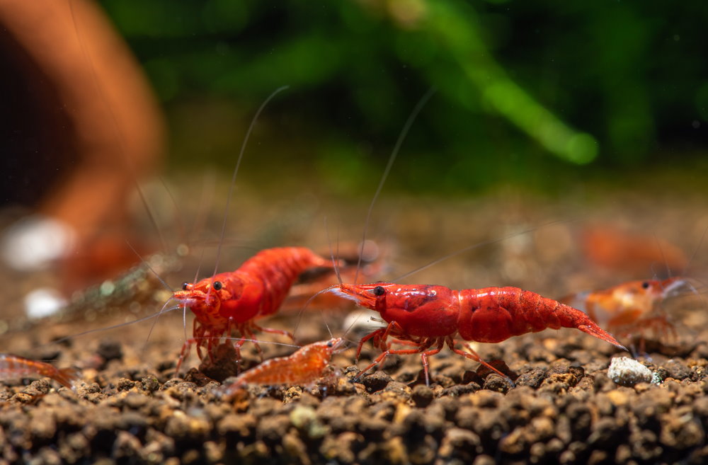 red cherry shrimp and babies