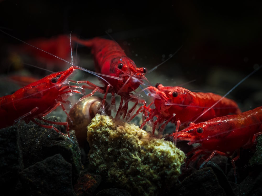 red cherry shrimp and snail eating wafer