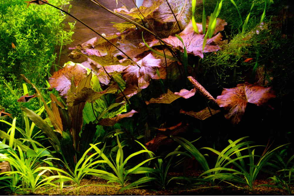 jurist brænde fattigdom How to Care for a Tiger Lotus (Nymphaea zenkeri) in Aquariums – Aquarium  Co-Op