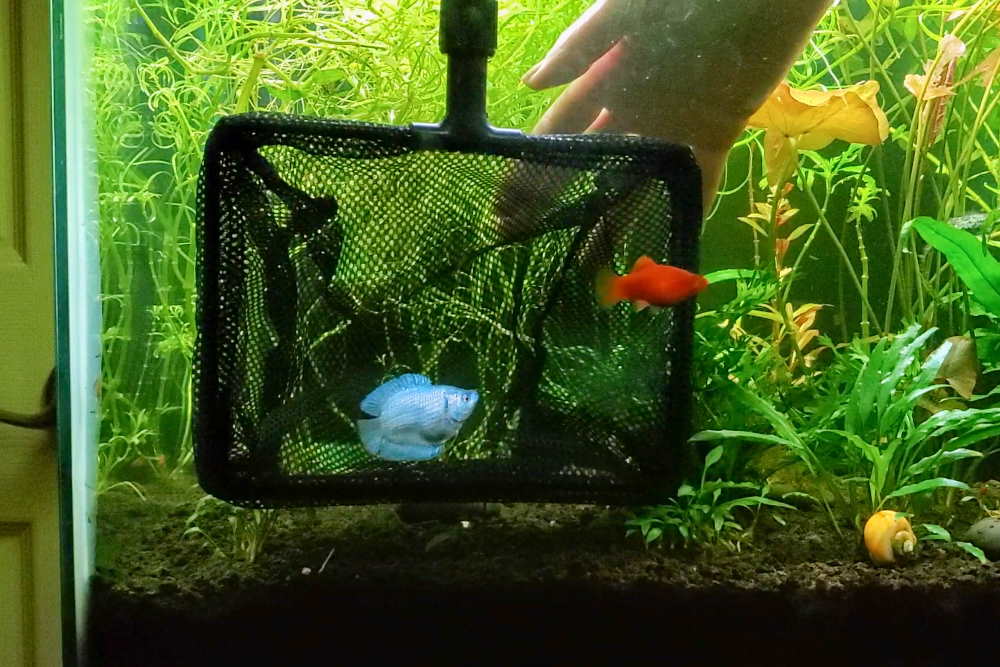 How to Catch Aquarium Fish Like a Professional