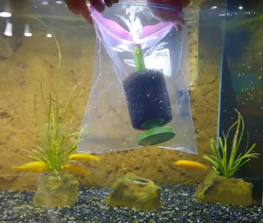 Remove the sponge filter or pre-filter sponge in a bag