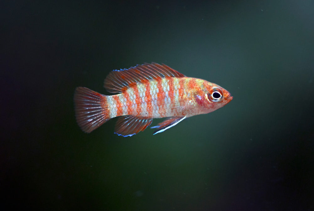 Scarlet badis