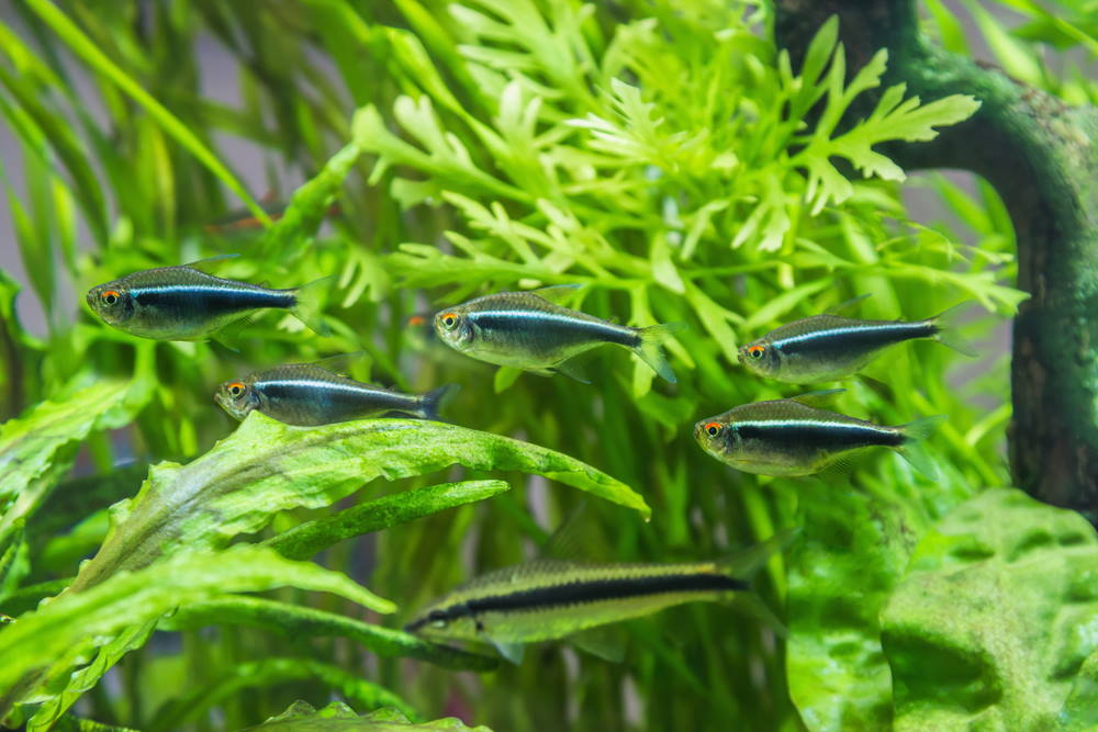 school of Hyphessobrycon herbertaxelrodi, the black neon