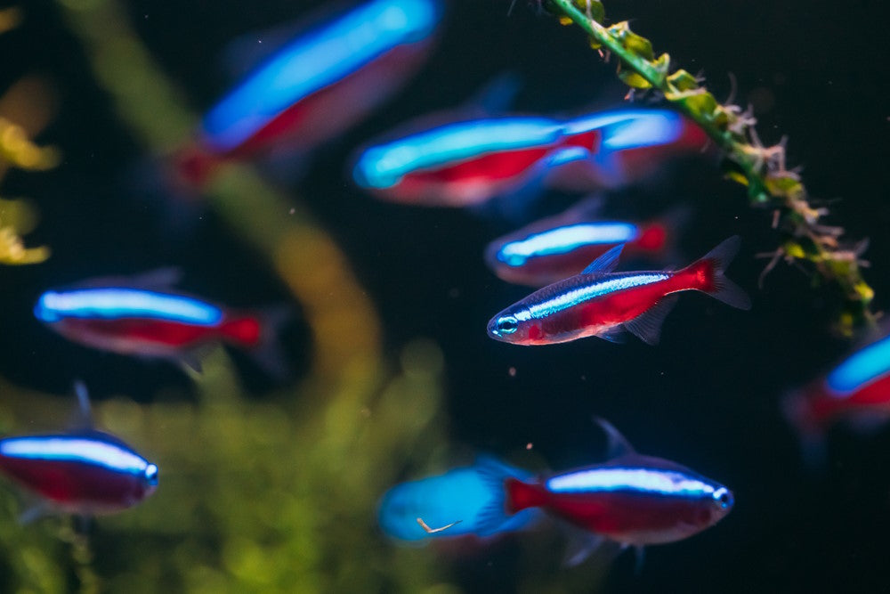 school of cardinal tetras in dark tank