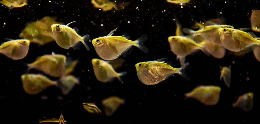 school of hatchetfish in aquarium
