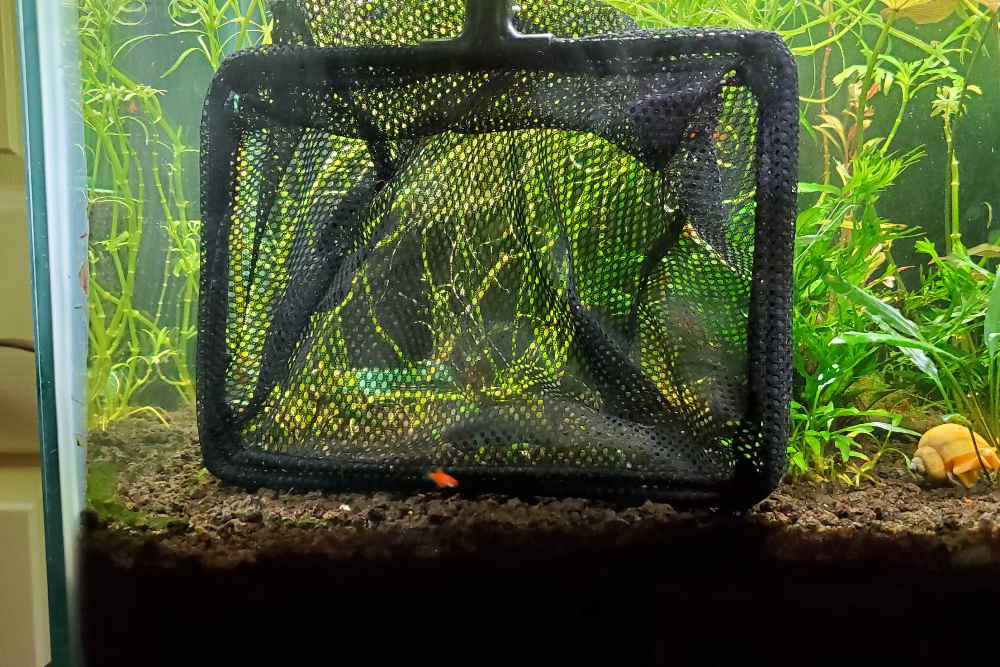 setting the trap with Aquarium Co-Op fish net