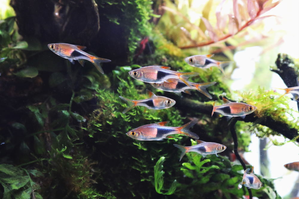 best small tropical fish tank