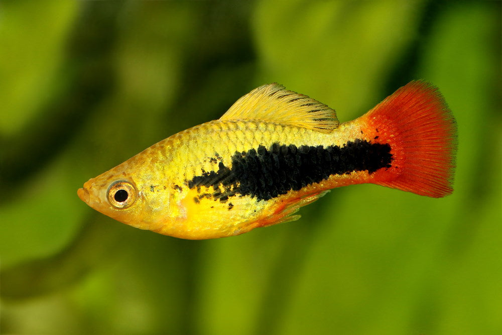 most hardy freshwater aquarium fish