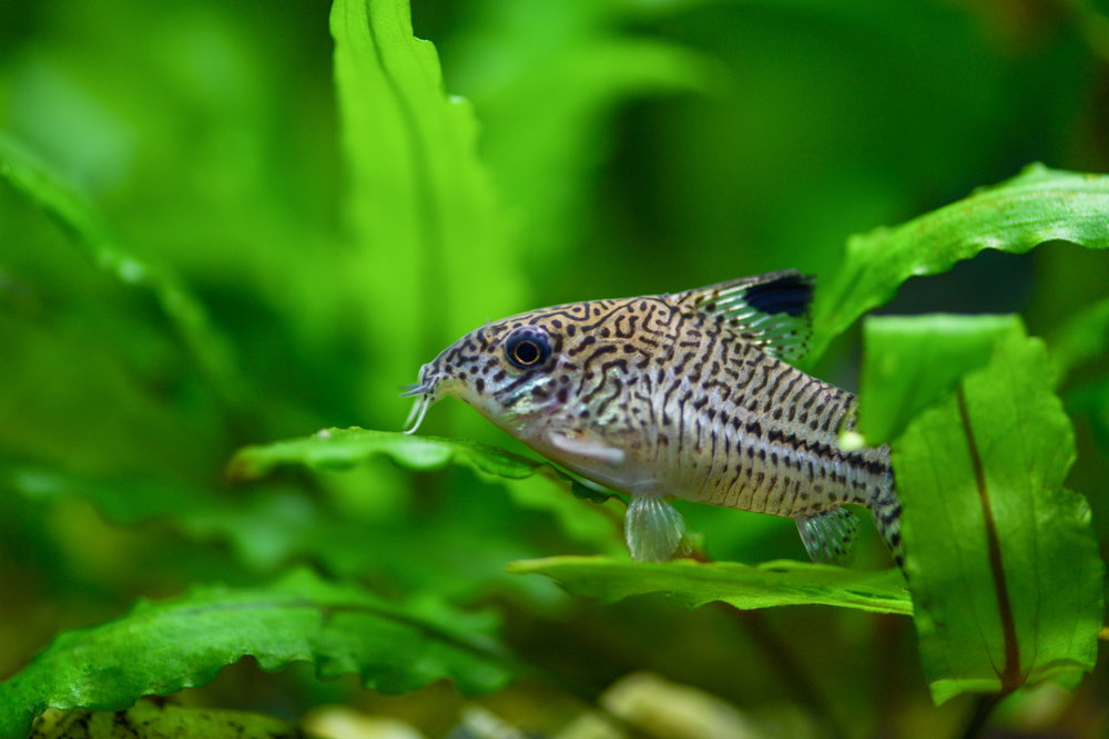 15 Best Tropical Fish For Beginners – #14 is the number 1 selling fish