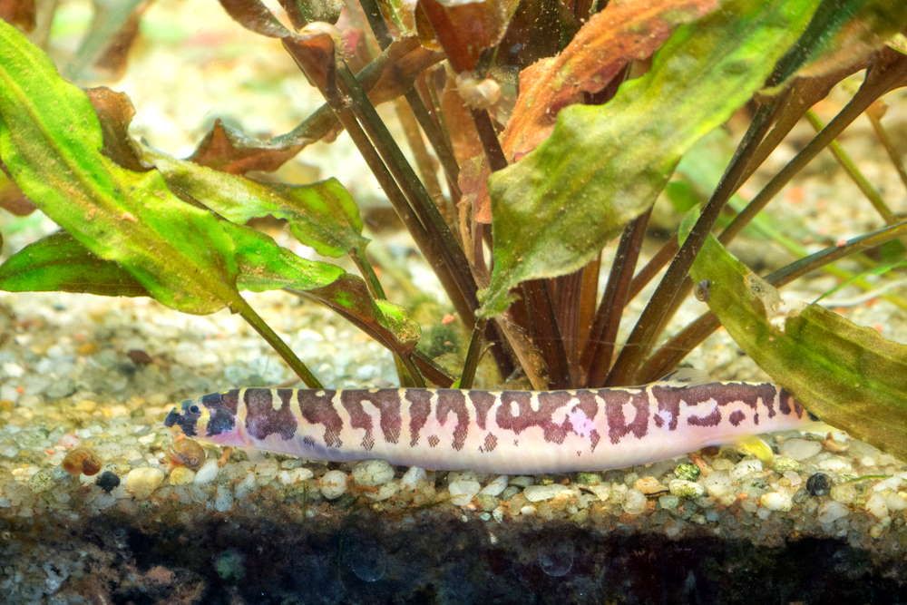 many varieties of kuhli loaches