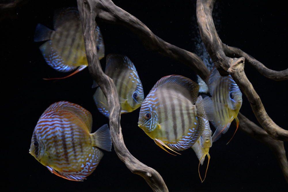 Care Guide for Discus Fish – The King of the Freshwater Aquarium
