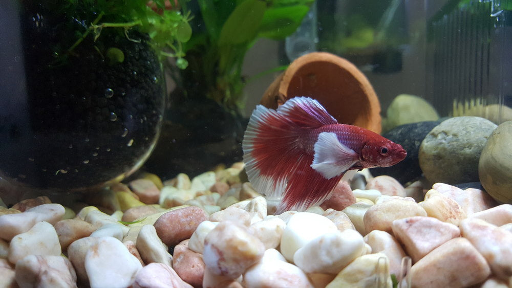 red and white dumbo betta fish with white pebbles