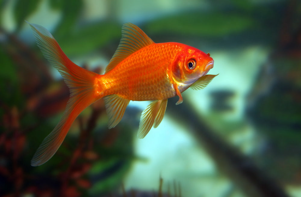 are goldfish freshwater fish
