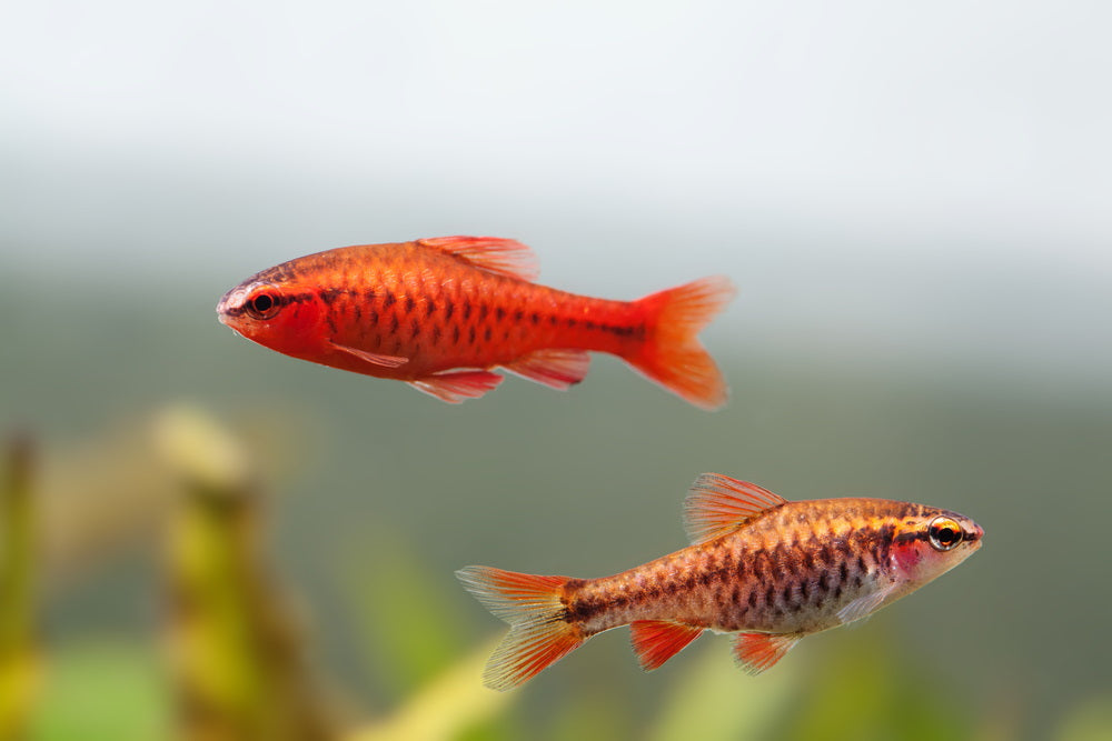 10 Best Aquarium Fish for Beginners  Easy Fish for Freshwater Tanks – Aquarium  Co-Op