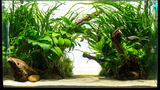 best substrate for freshwater planted aquarium