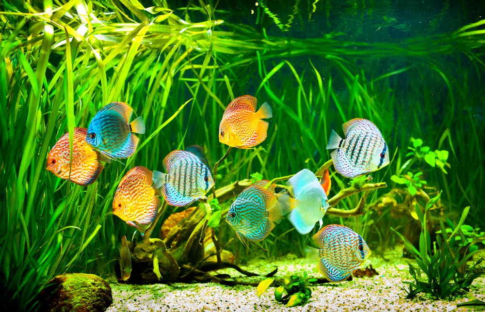 planted aquarium with discus
