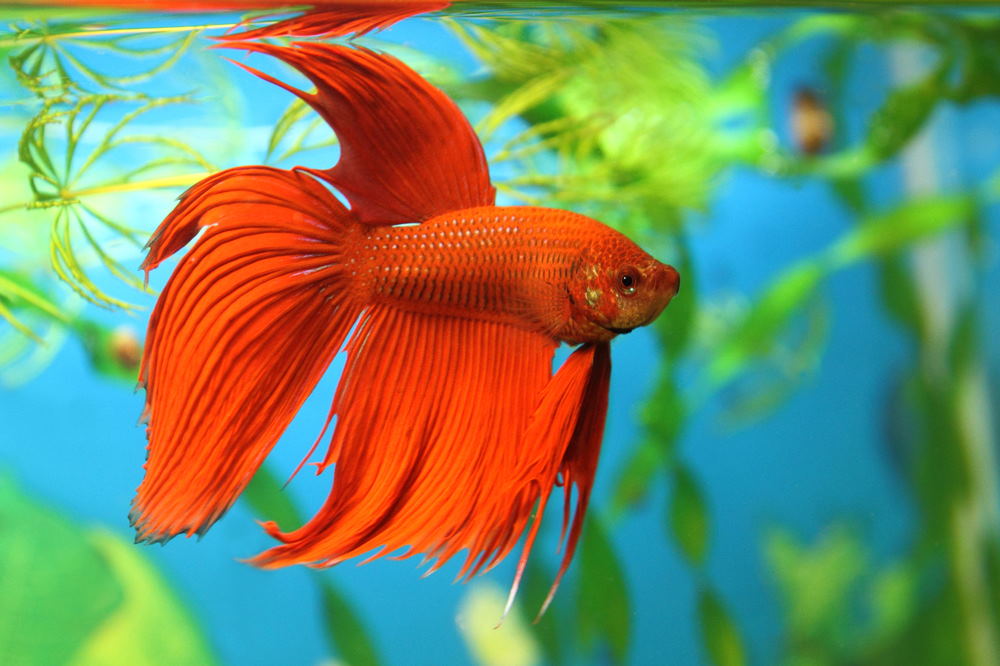 10 Best Aquarium Fish for Beginners