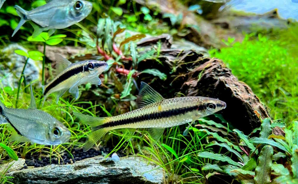 siamese Algae-eater (Crossocheilus oblongus) with Costae Tetra (Moenkhausia costaea)