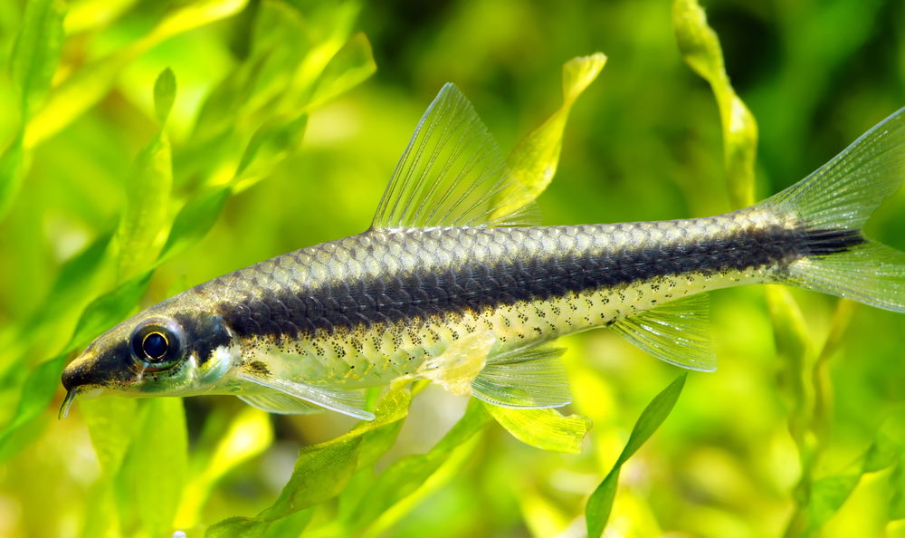 siamese algae eater