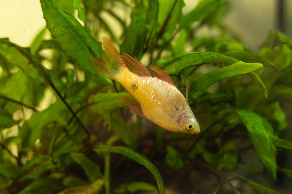 sick fish in planted tank