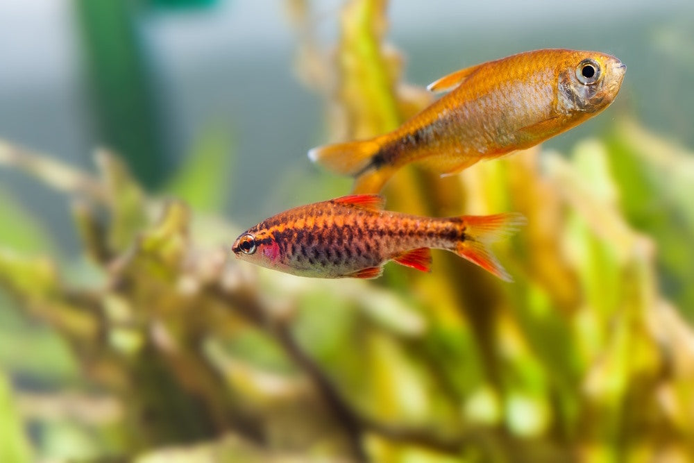 silver tip tetra and cherry barb