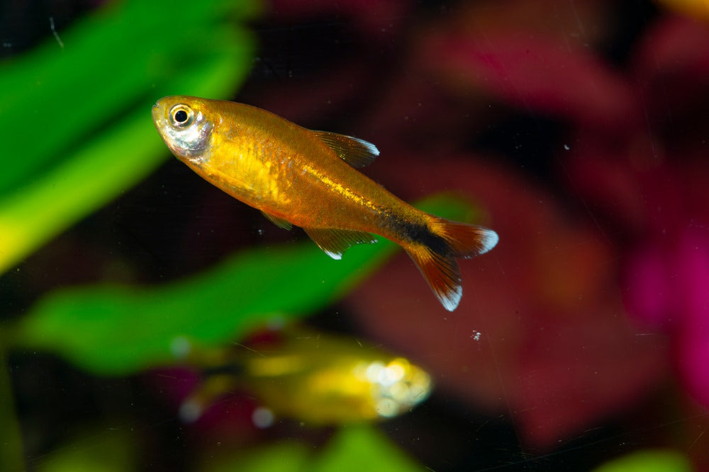 silver tip tetras - male and female