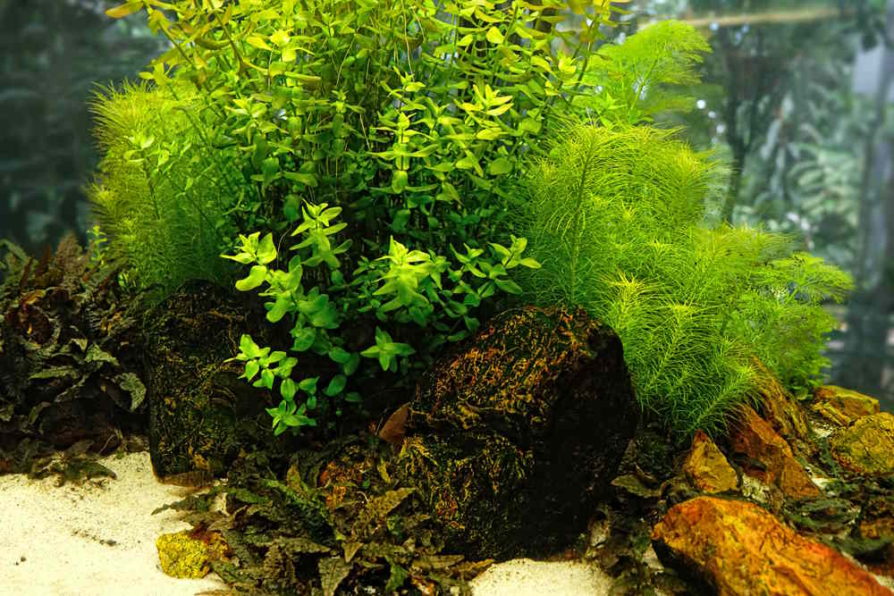 5 Best Fish Stocking Ideas for Small Freshwater Aquariums