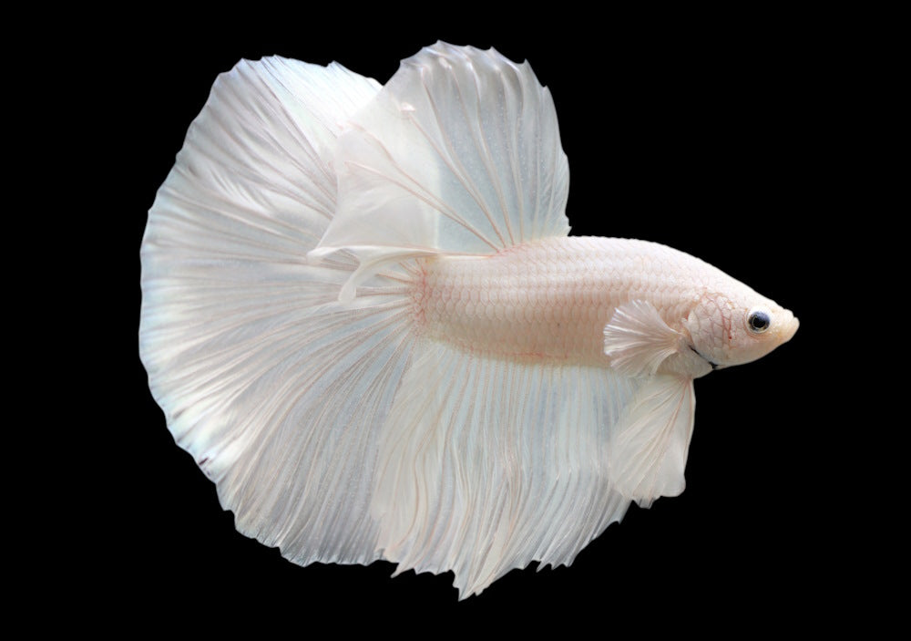 Single color white halfmoon