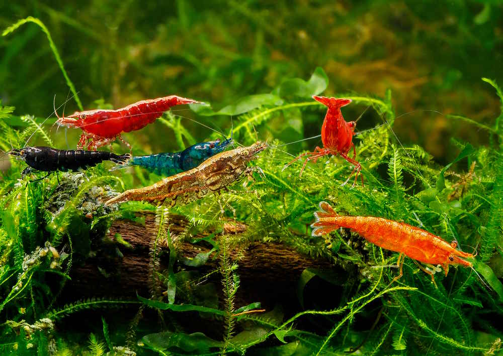 skittles colorful dwarf Neocardina shrimp on moss