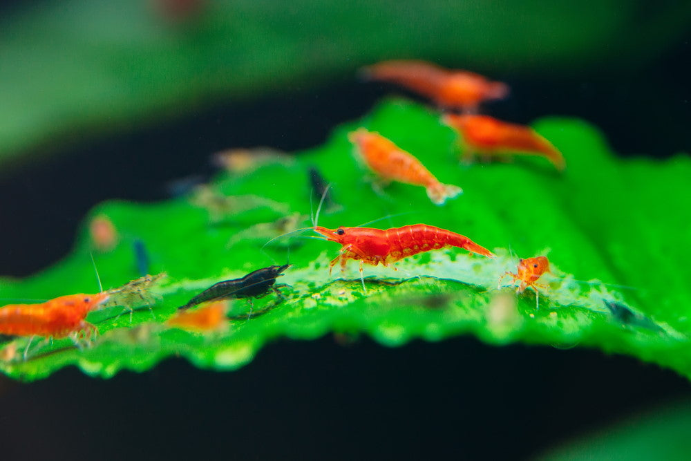 skittles tank of cherry shrimp