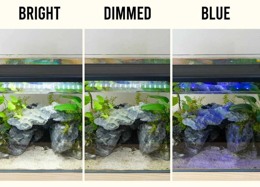 Easy Plant LED with different brightness levels and color modes