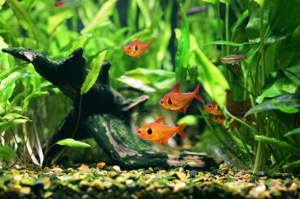 tetras in planted community tank