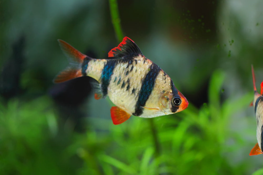 tiger barb in planted tank