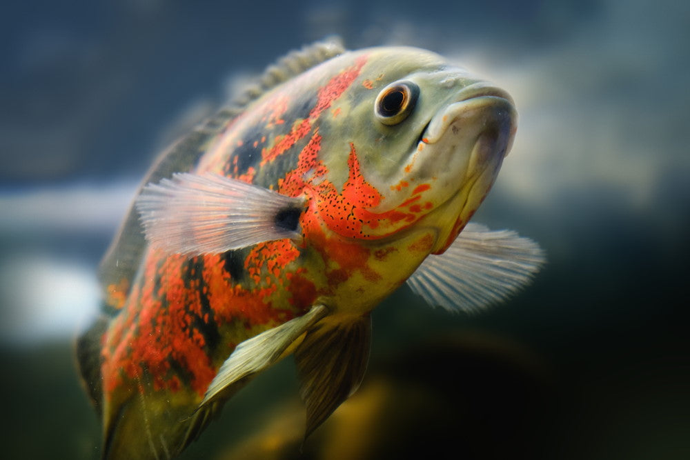 tiger oscar cichlid