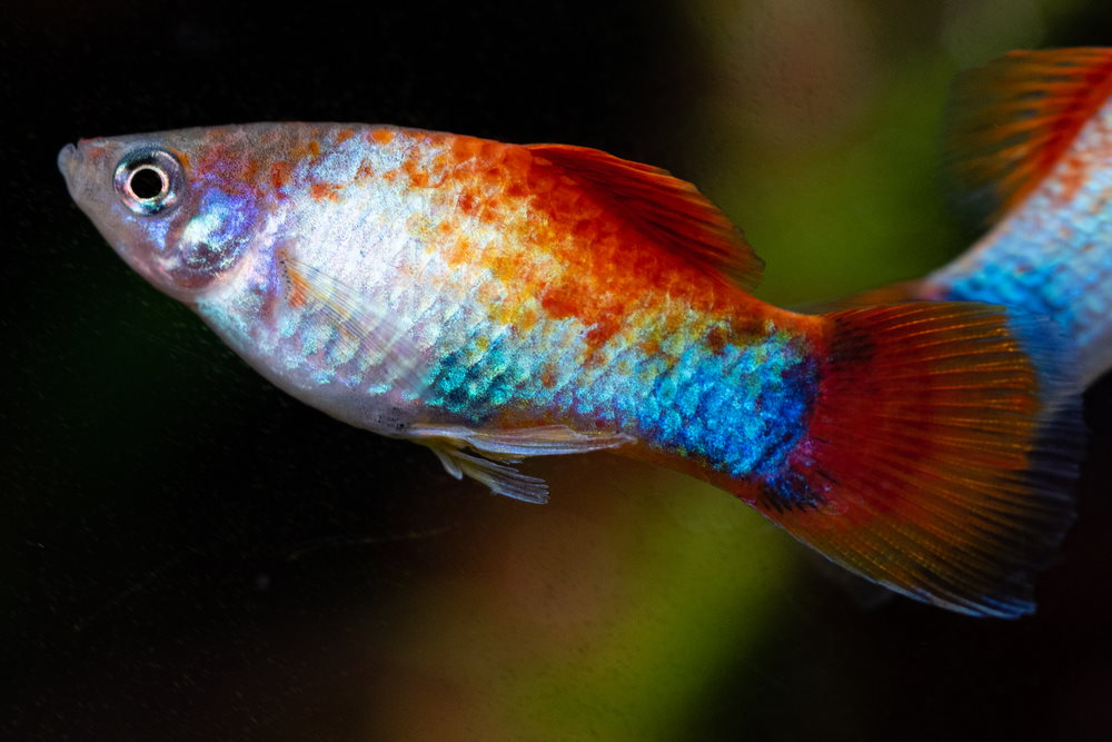 tricolored platy