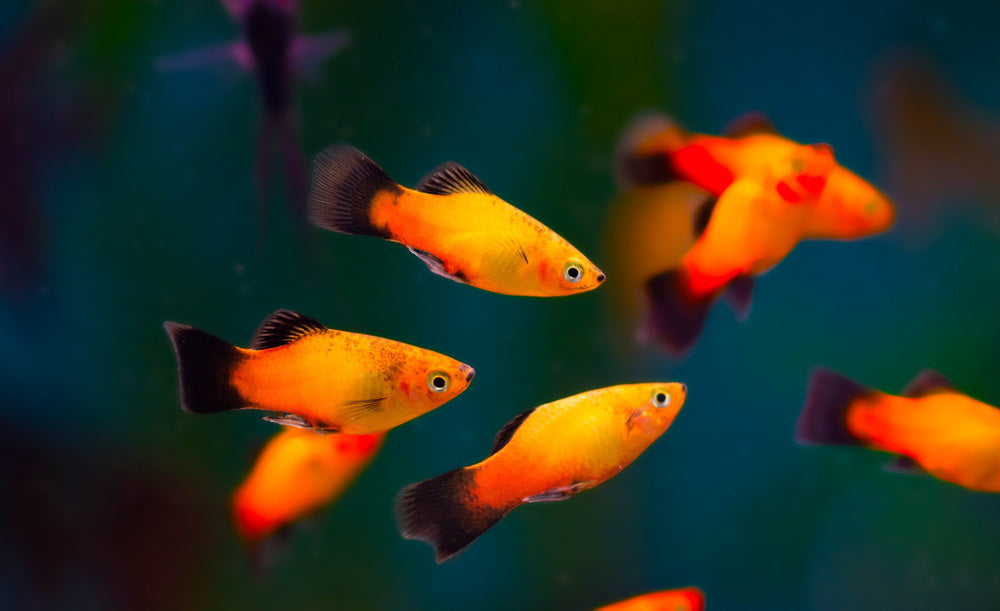 Care Guide for Platy Fish – Feeding, Breeding, and Tank Mates