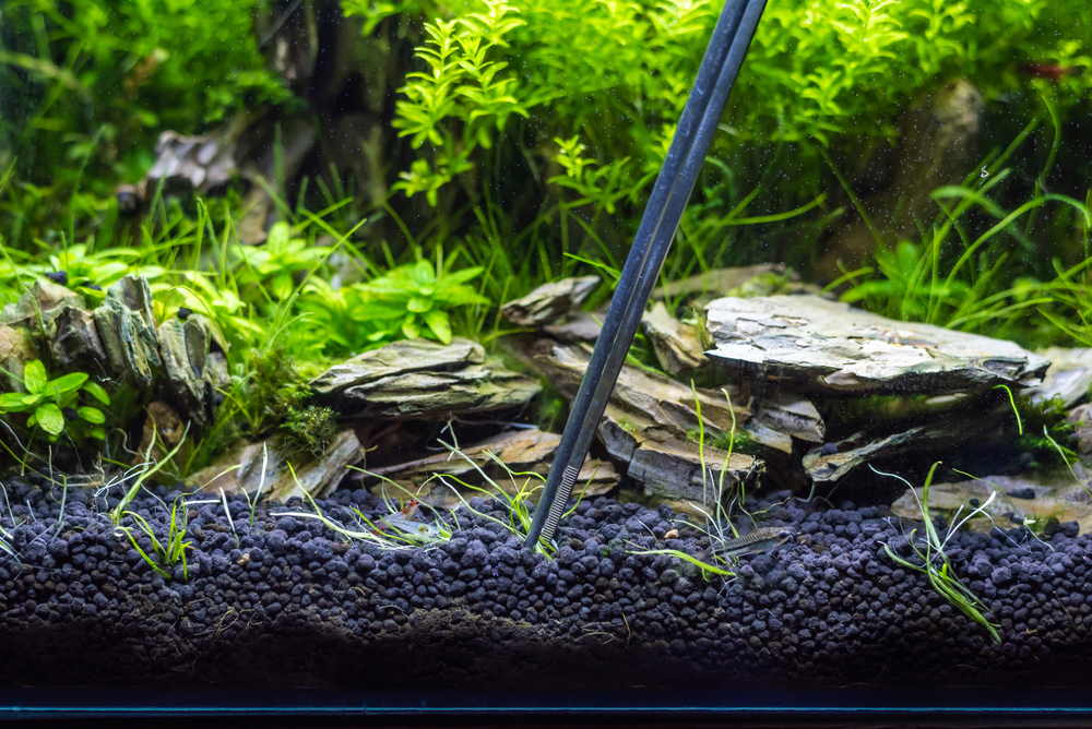 Aquascaping