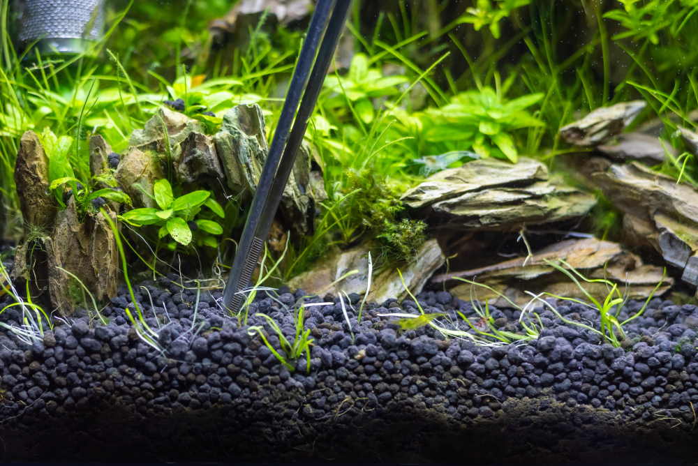 tweezers in planted aquarium