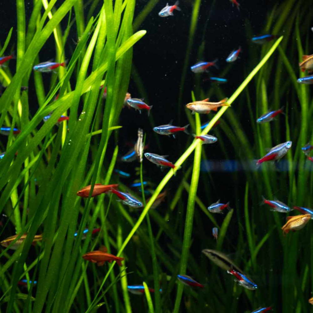 vallisneria with community fish