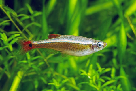 white cloud minnow