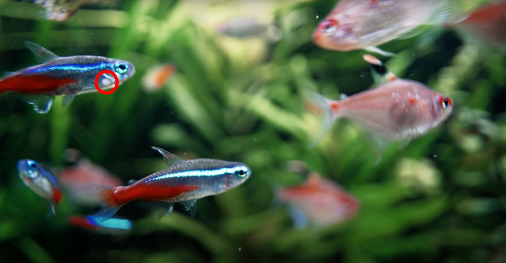 white fungus patch on neon tetra