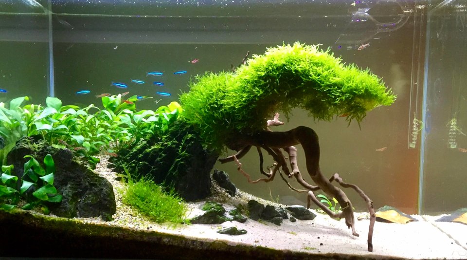 java moss for aquarium