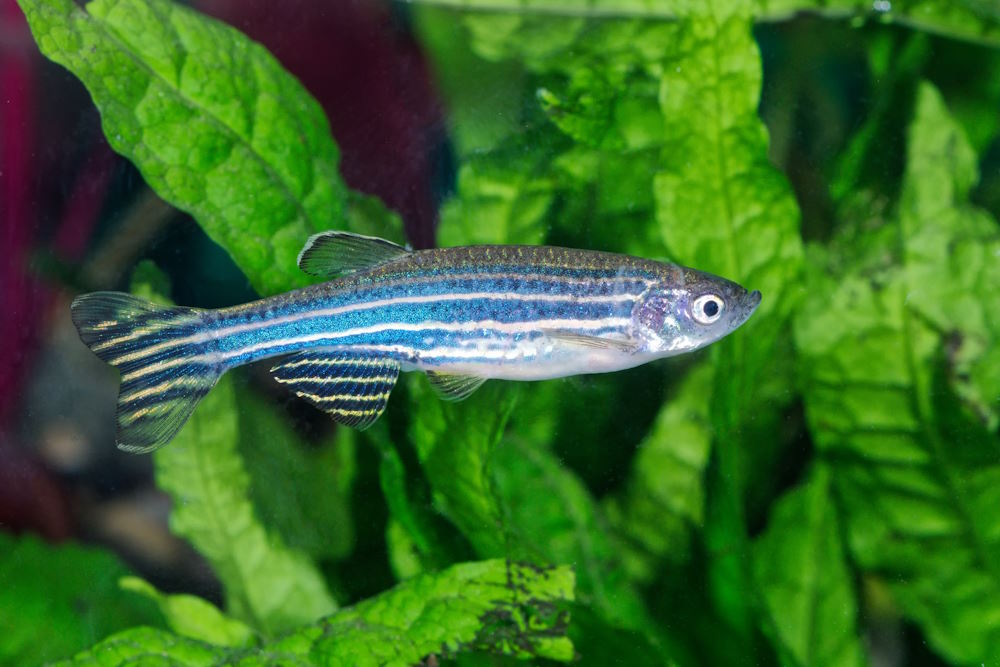 zebra danio with java fern