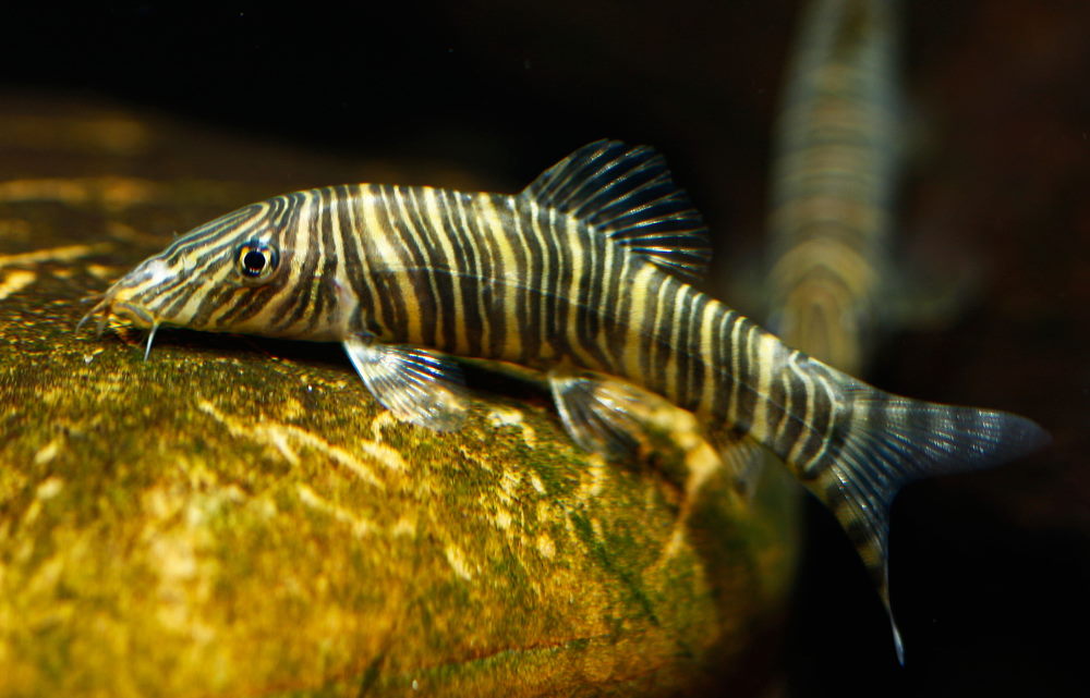 zebra loach with betta fish
