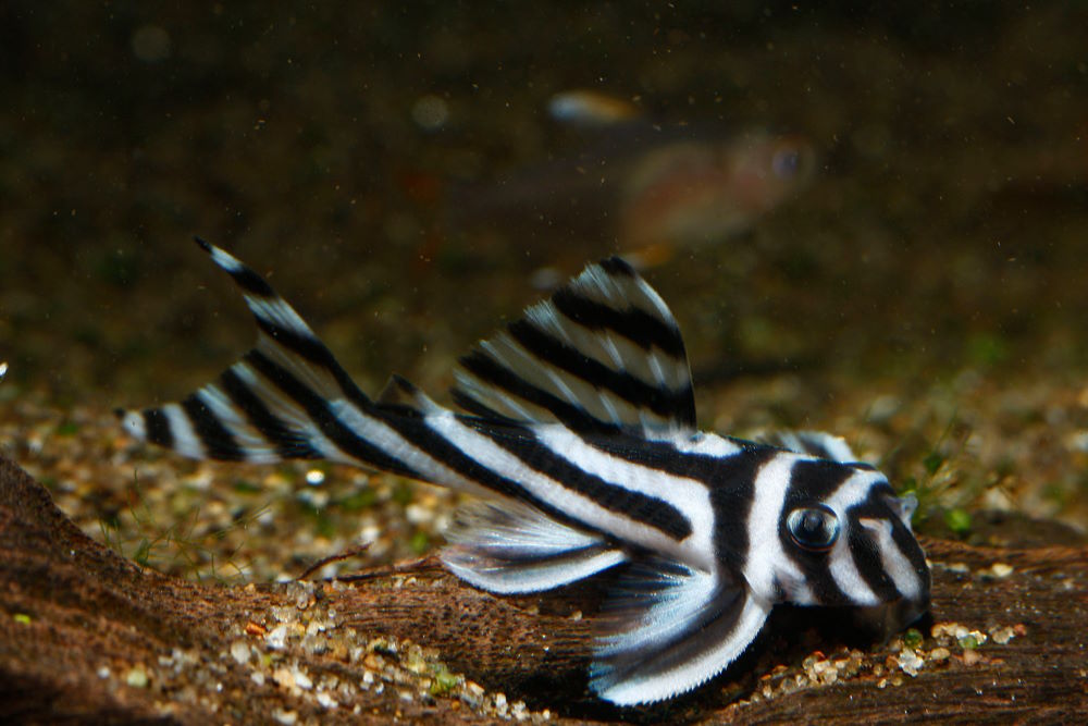 Hypancistrus zebra (L046)