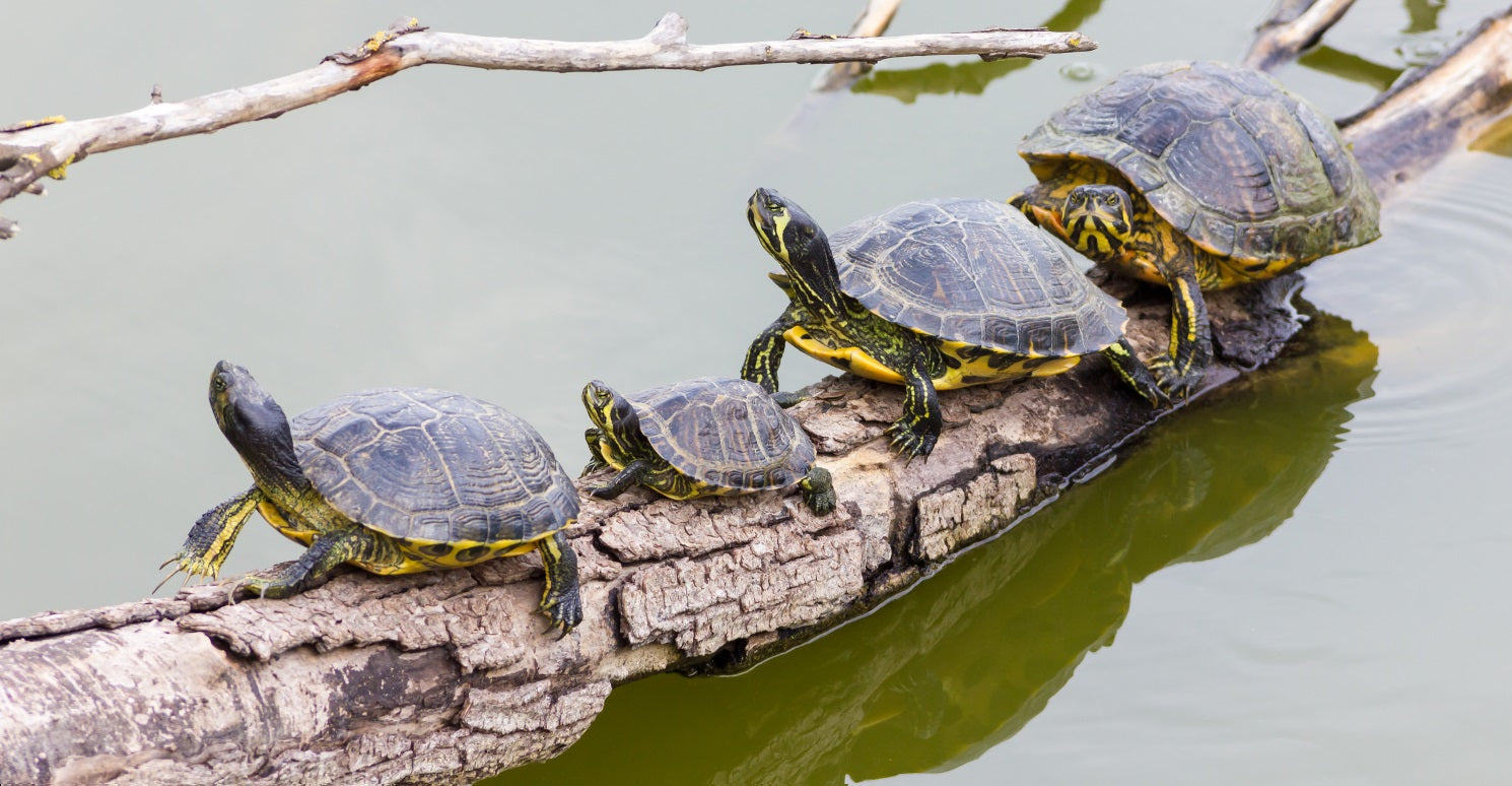 Häufige Wasserschildkrötenfamilie