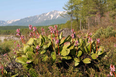 Bergenia