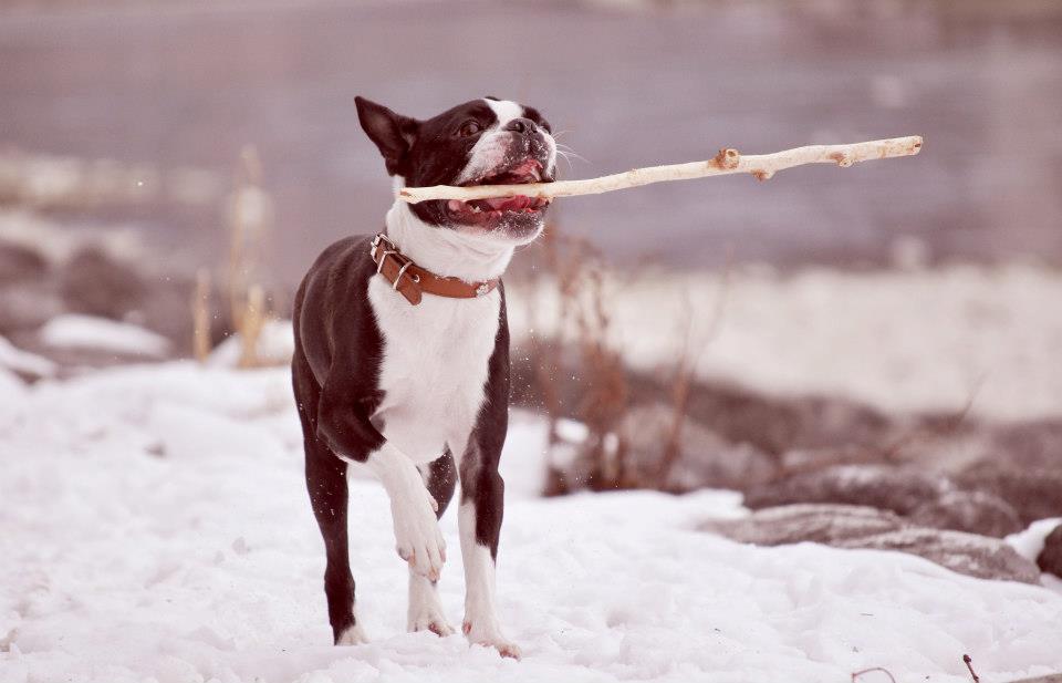 at what age are boston terriers full grown