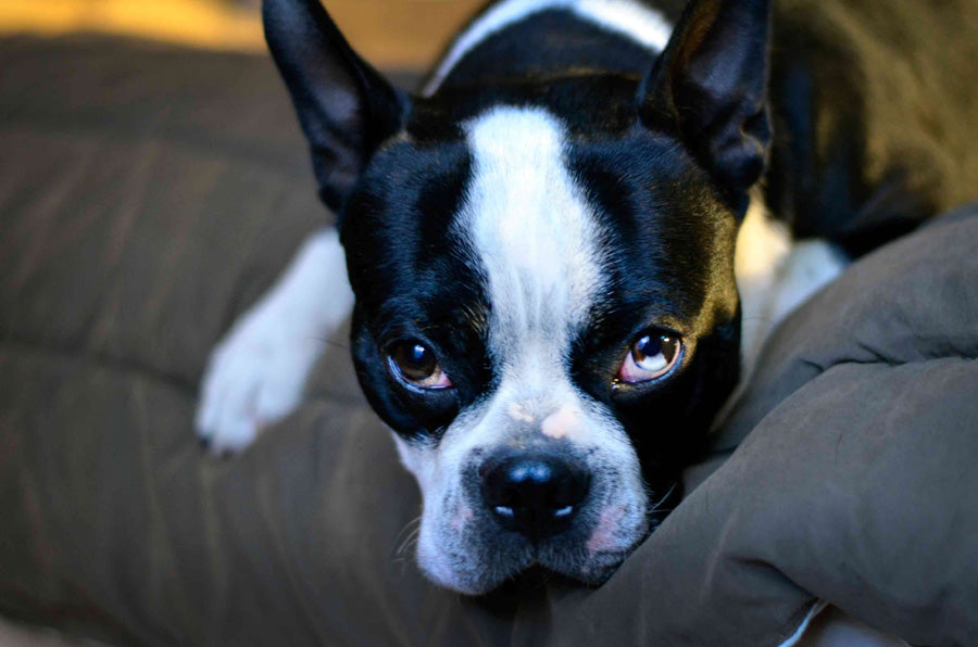 Do Boston Terriers Shed? Do Your Boston Terrier Dogs Shed Hair?#N ...